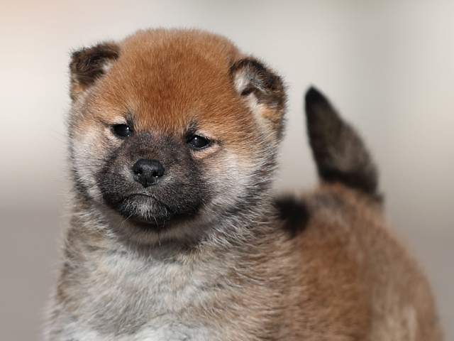 AI5I8413-puppy AI5I8413-puppy