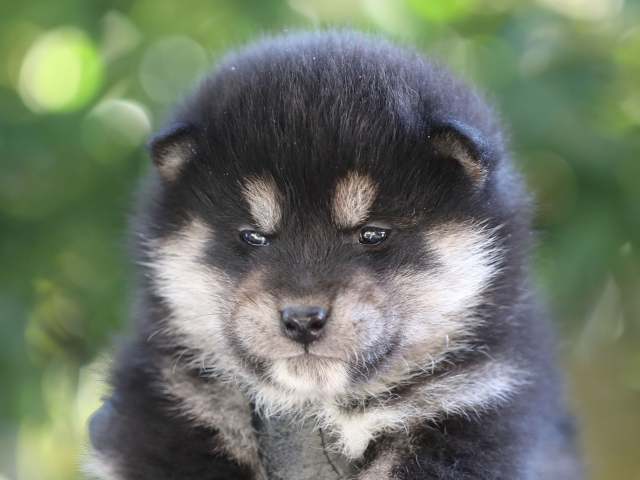 AI5I8525-puppy AI5I8525-puppy