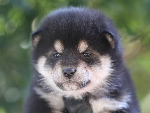 AI5I8534-puppy AI5I8534-puppy