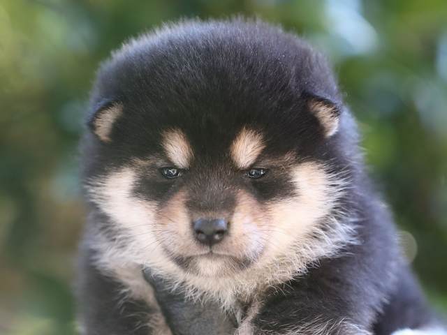 AI5I8540-puppy AI5I8540-puppy