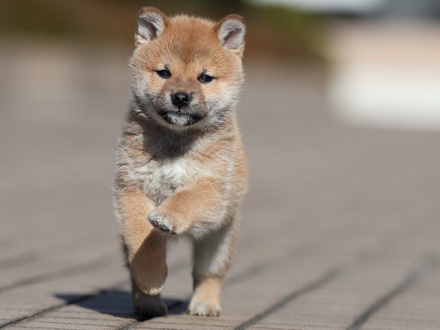 AI5I8650-puppy AI5I8650-puppy