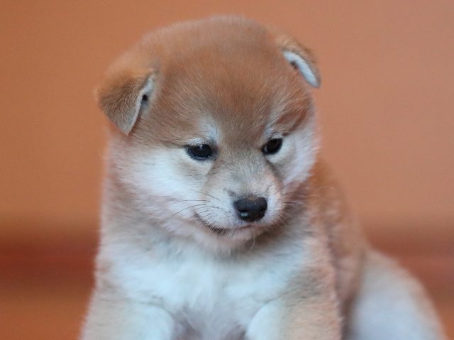 AI5I8817-puppy AI5I8817-puppy