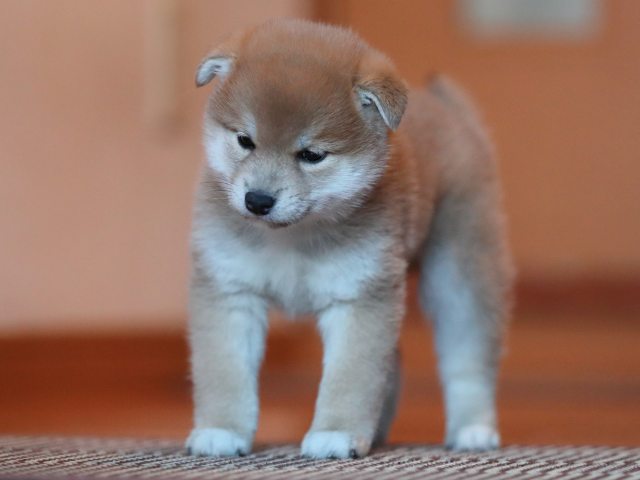 AI5I8841-puppy AI5I8841-puppy