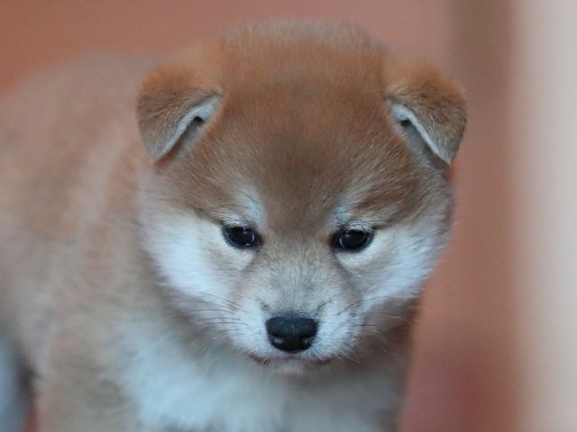 AI5I8856-puppy AI5I8856-puppy