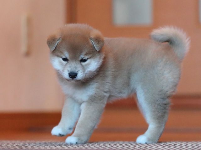 AI5I8869-puppy-puppy AI5I8869-puppy-puppy