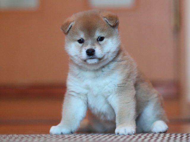 AI5I8924-puppy AI5I8924-puppy