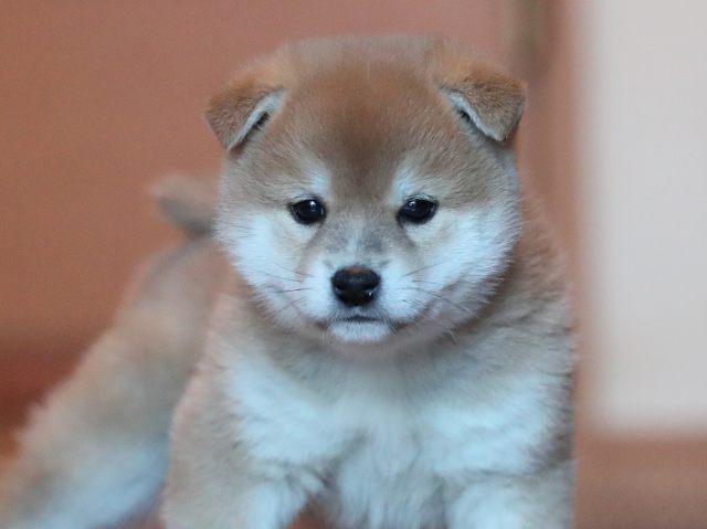 AI5I8944-puppy AI5I8944-puppy