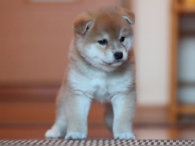 AI5I8969-puppy AI5I8969-puppy