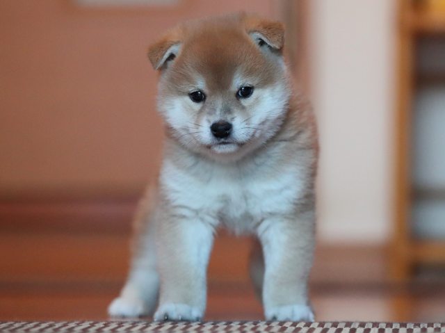AI5I8977-puppy AI5I8977-puppy