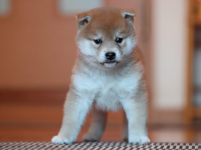 AI5I8999-puppy AI5I8999-puppy