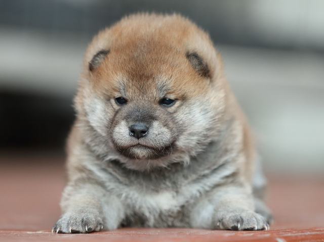 AI5I9038-puppy AI5I9038-puppy
