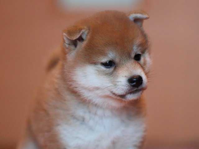 AI5I9043-puppy AI5I9043-puppy