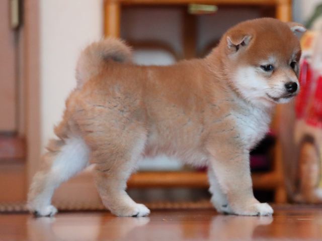 AI5I9061-puppy AI5I9061-puppy