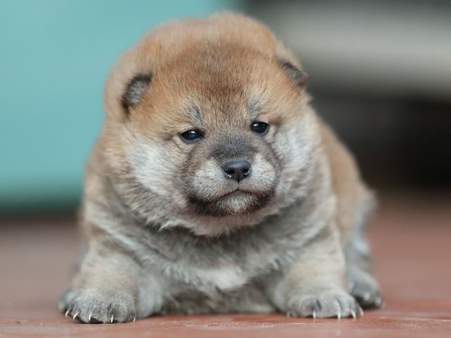AI5I9063-puppy AI5I9063-puppy