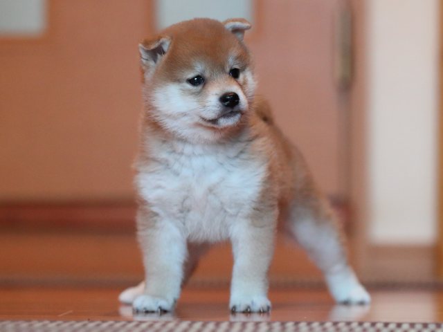 AI5I9067-puppy AI5I9067-puppy