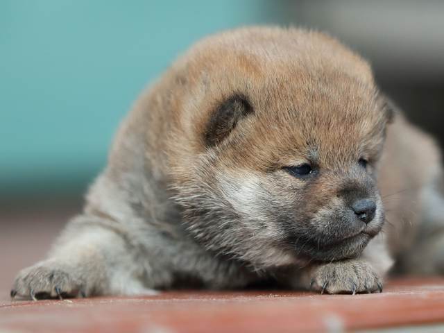 AI5I9108-puppy AI5I9108-puppy