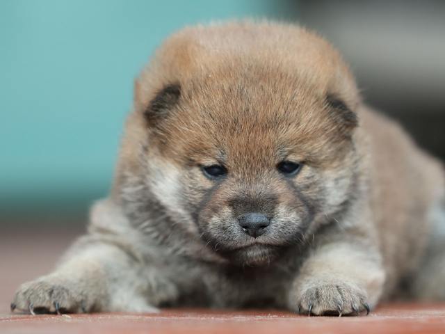 AI5I9109-puppy AI5I9109-puppy