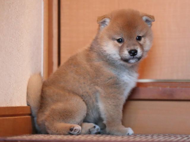 AI5I9125-puppy AI5I9125-puppy