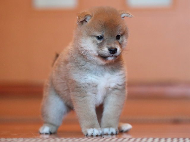 AI5I9127-puppy AI5I9127-puppy