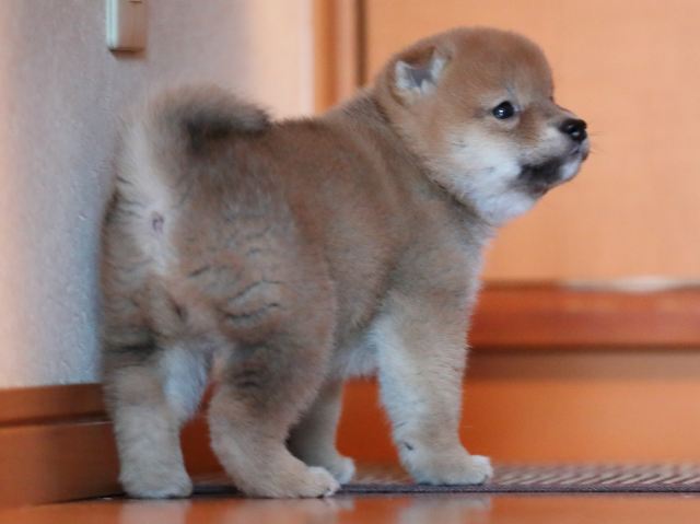 AI5I9142-puppy AI5I9142-puppy