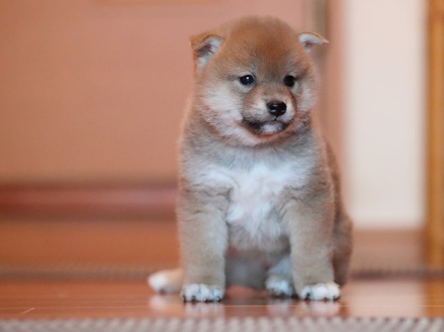 AI5I9151-puppy AI5I9151-puppy