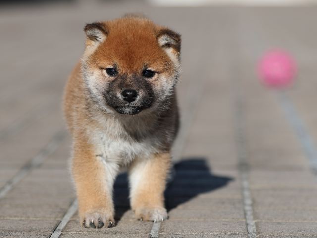 AI5I9349-puppy AI5I9349-puppy