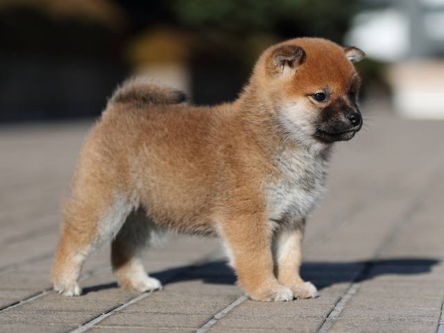 AI5I9357-puppy AI5I9357-puppy