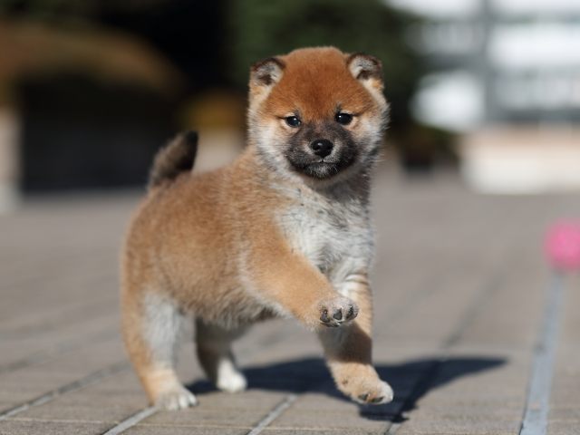 AI5I9361-puppy AI5I9361-puppy