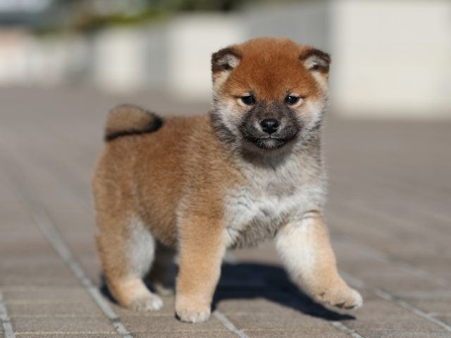 AI5I9380-puppy AI5I9380-puppy