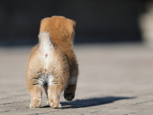 AI5I9398-puppy AI5I9398-puppy
