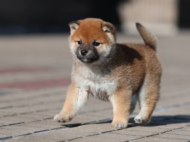 AI5I9474-puppy AI5I9474-puppy