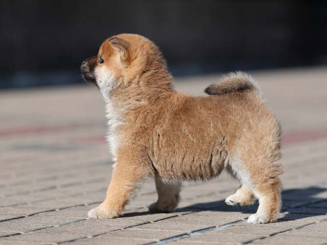 AI5I9492-puppy AI5I9492-puppy