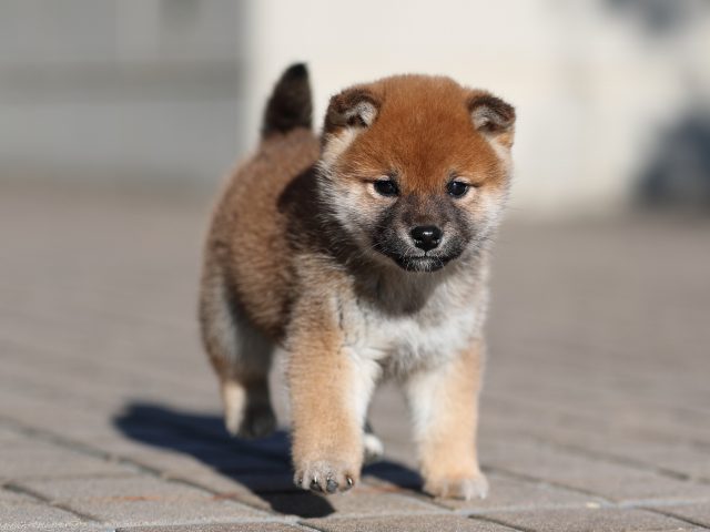 AI5I9513-puppy AI5I9513-puppy