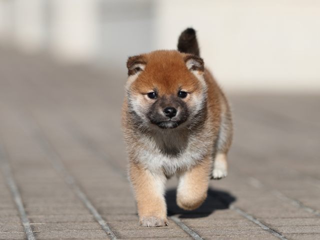 AI5I9687-puppy AI5I9687-puppy