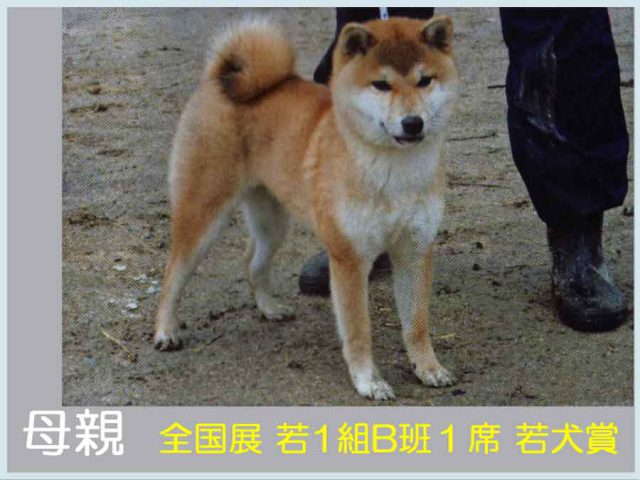 近江ノ舞桜号 近江ノ舞桜号