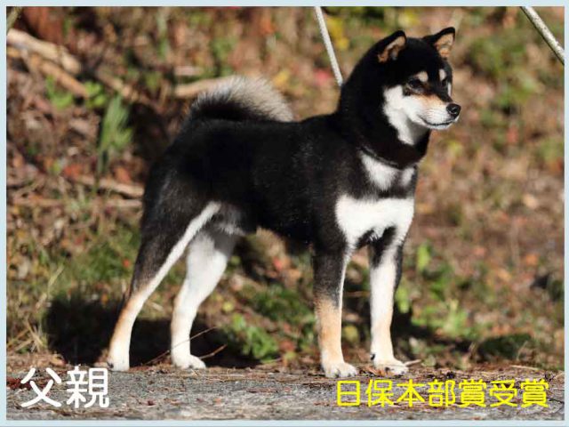春秋七錦号1 春秋七錦号1