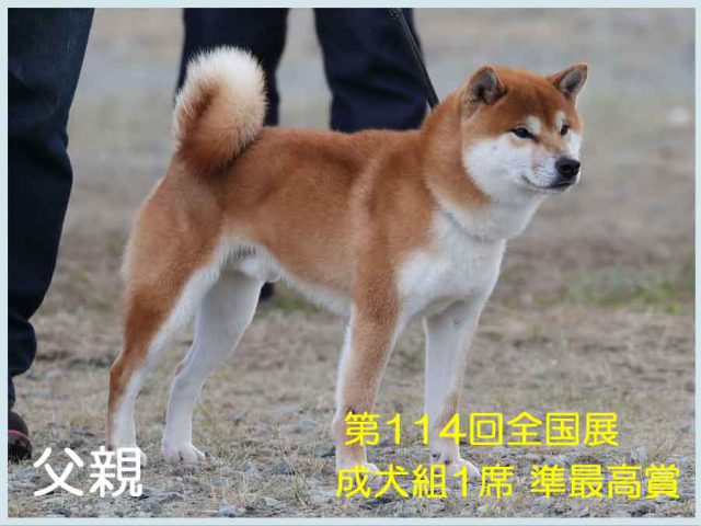 純犬の福龍号 純犬の福龍号
