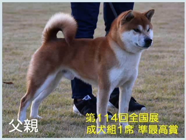 純犬の福龍号1 純犬の福龍号1