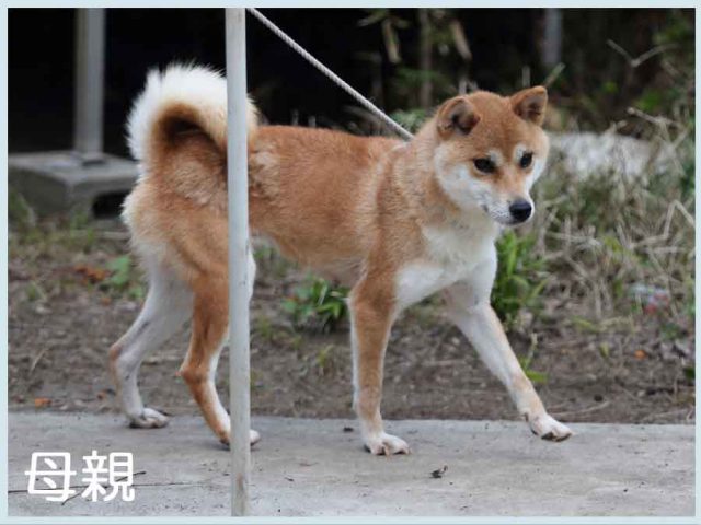 秀緑号 秀緑号