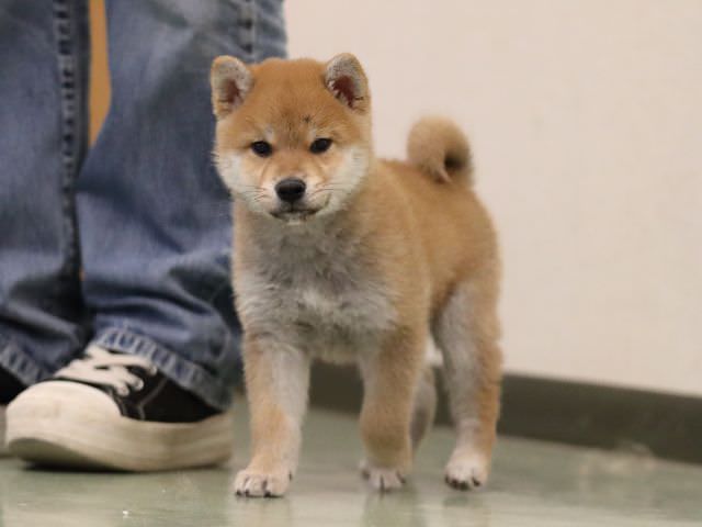 AI5I0079-puppy AI5I0079-puppy