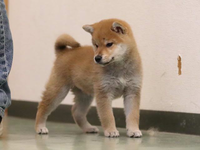 AI5I0093-puppy AI5I0093-puppy