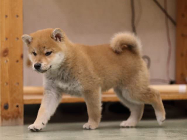 AI5I0131-puppy AI5I0131-puppy