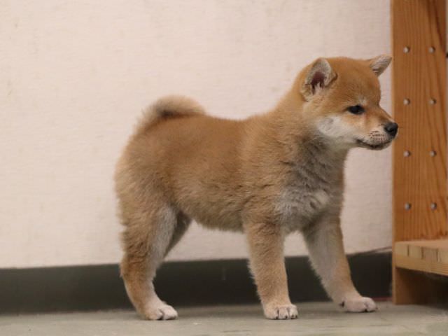 AI5I0143-puppy AI5I0143-puppy