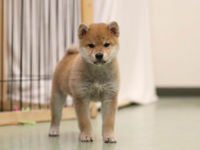 AI5I0172-puppy AI5I0172-puppy