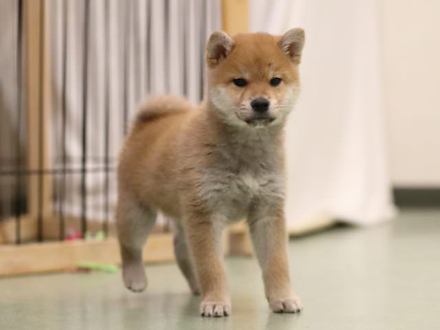 AI5I0178-puppy AI5I0178-puppy