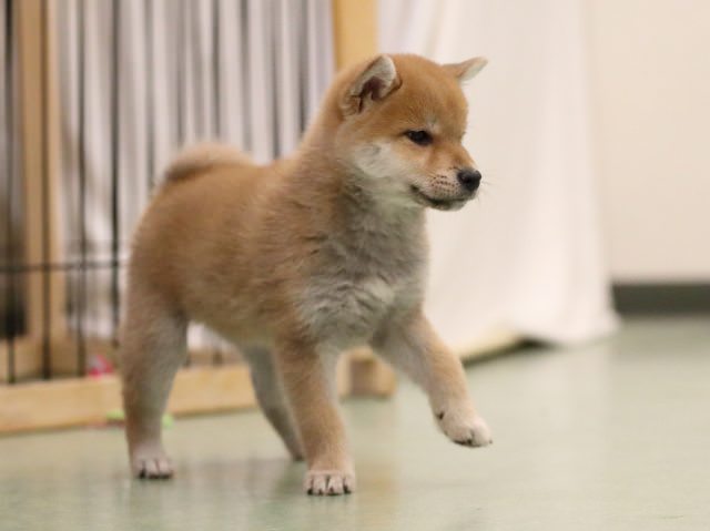 AI5I0179-puppy AI5I0179-puppy