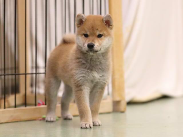 AI5I0210-puppy AI5I0210-puppy