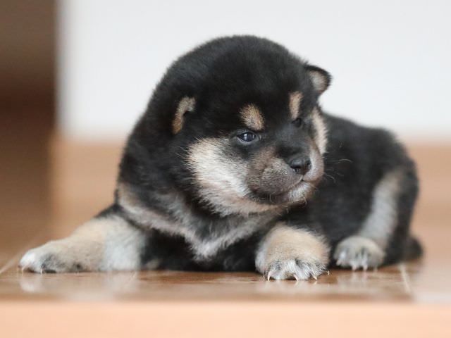 AI5I2467-puppy AI5I2467-puppy