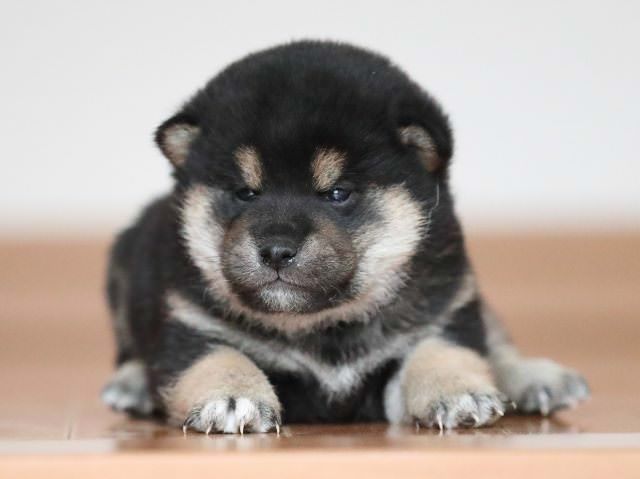AI5I2479-puppy AI5I2479-puppy
