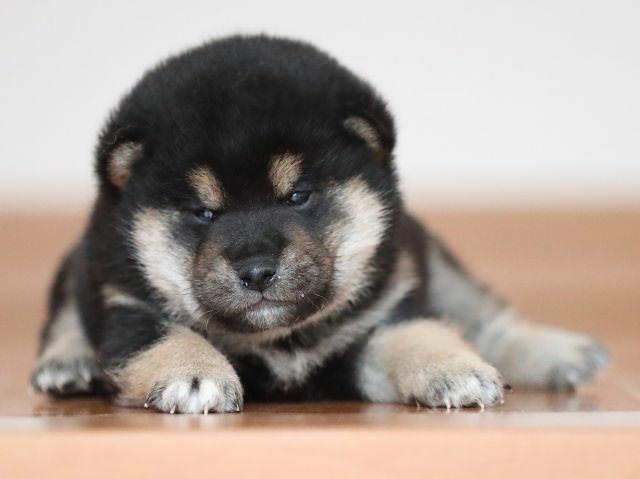 AI5I2482-puppy AI5I2482-puppy
